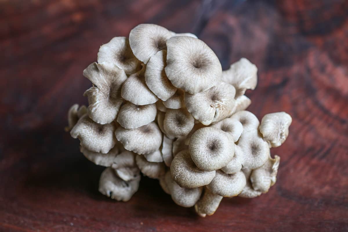 Şemsiye Poliporu (Polyporus umbellatus)