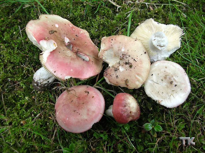 Tegelkremla (Russula decolorans)