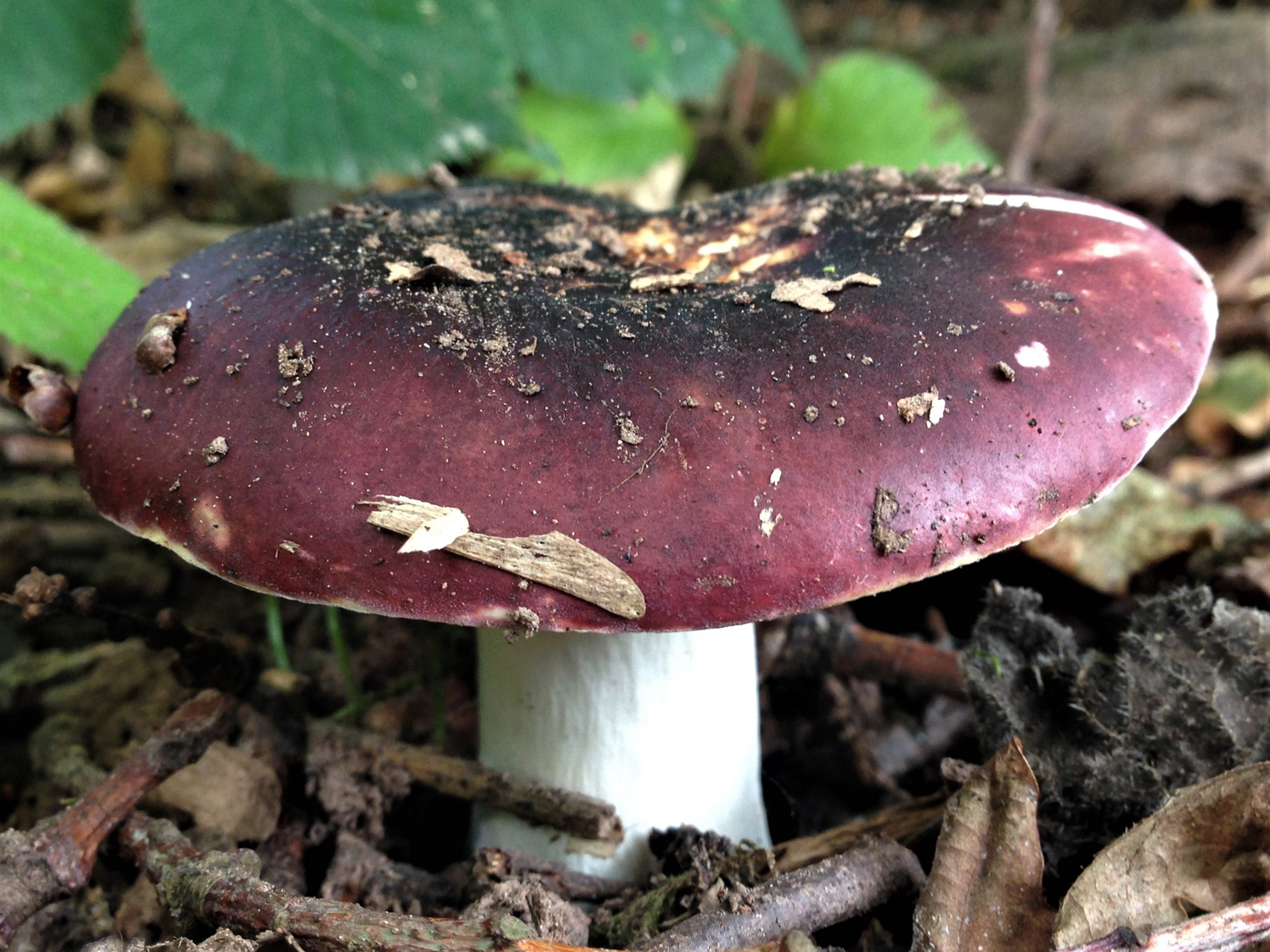 Hríb fialovohnedý (Russula brunneoviolacea)