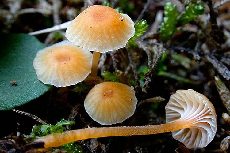 Orange navelbrosking (Lichenomphalia umbellifera)
