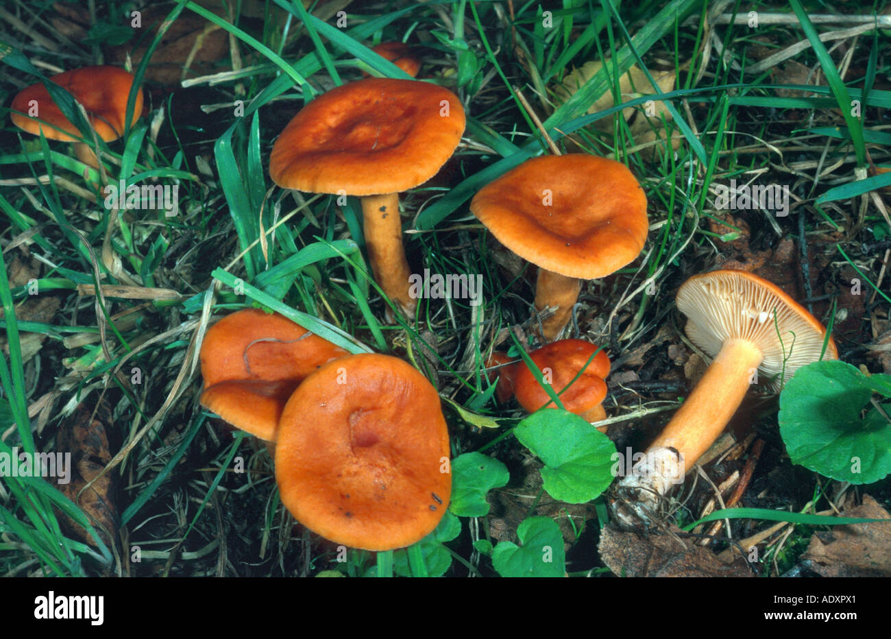 Mliečnik obyčajný (Lactarius mitissimus)