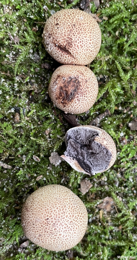 Purple Earthball (Scleroderma verrucosum)
