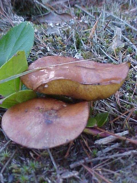 Маслюк жовто-бурий (Suillus subluteus)