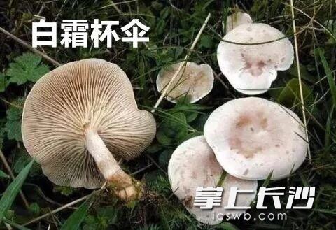 脏杯伞 (Clitocybe sordida)