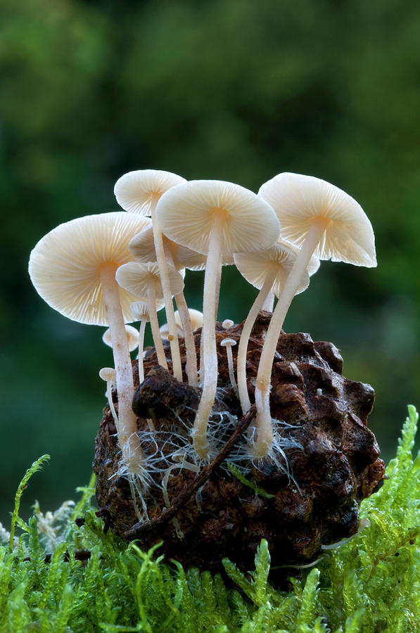 金顶菇 (Pholiotina rugosa)