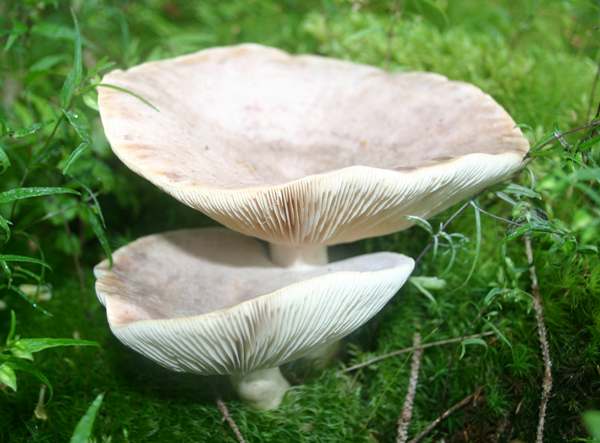 Sivá mliečnica (Lactarius glyciosmus)