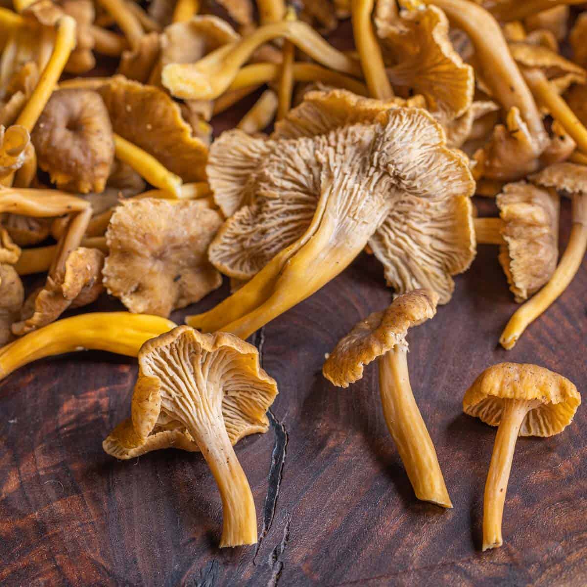 Маленька лисичка (Cantharellus minor)