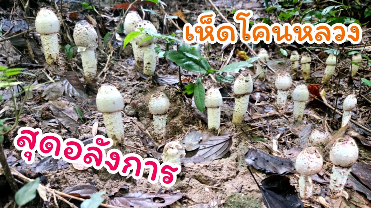 เห็ดโคนหลวง (Termitomyces titanicus)