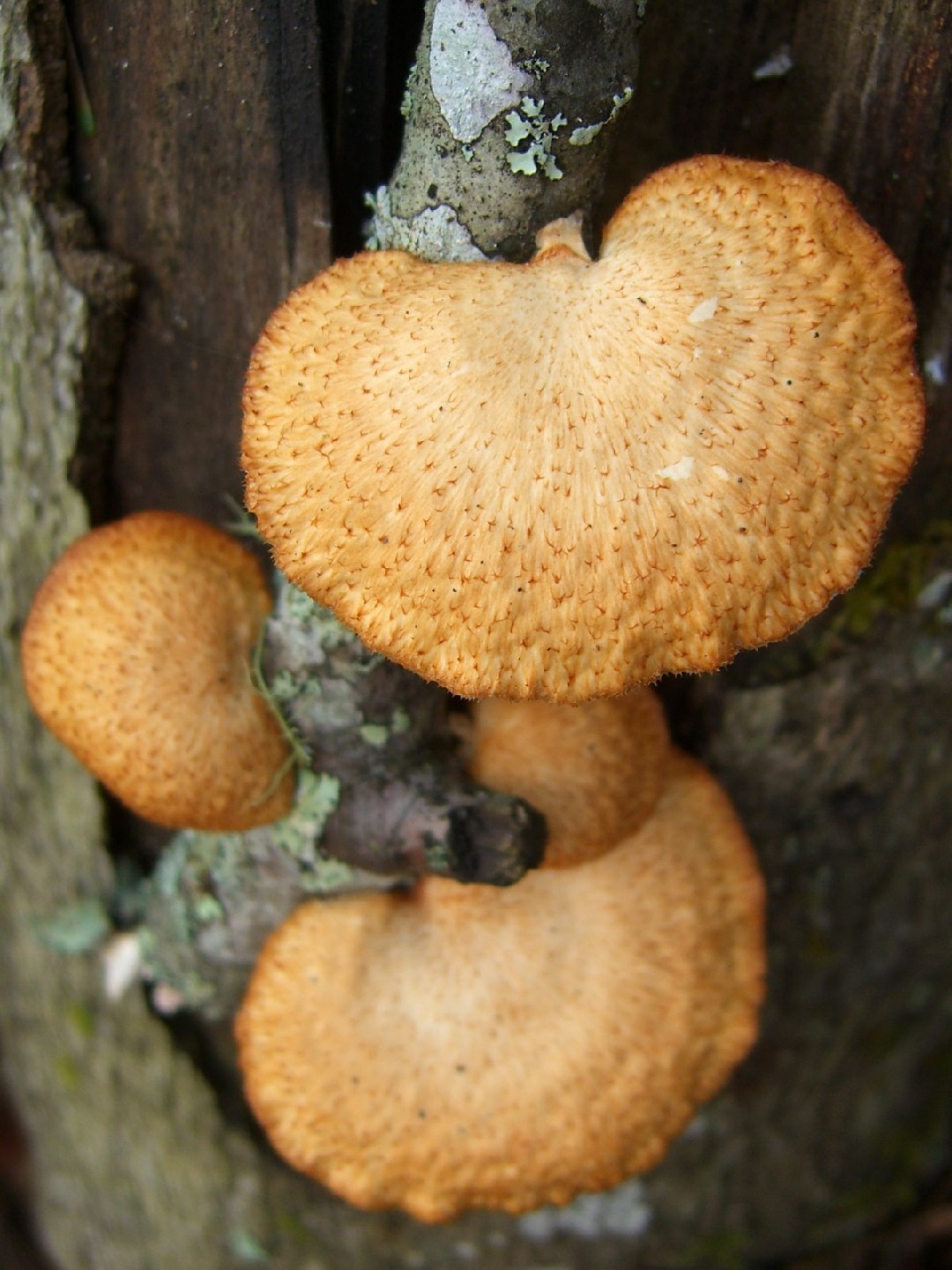 蜂窝多孔菌 (Favolus alveolaris)