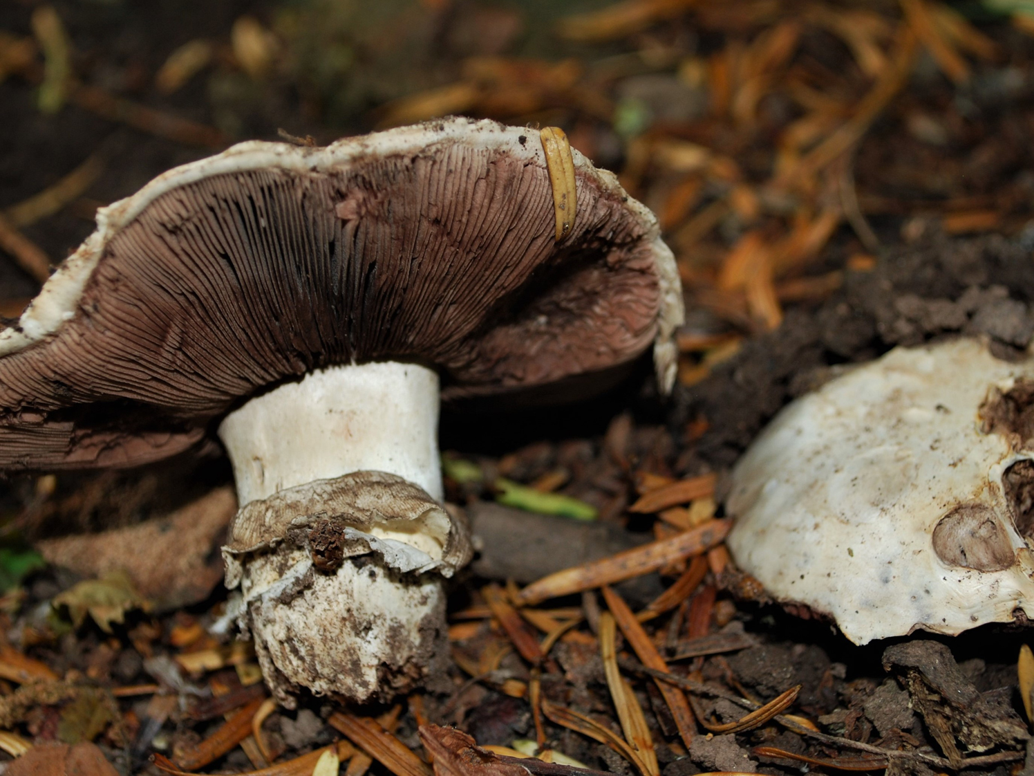 Snöbollschampinjon (Agaricus bitorquis)