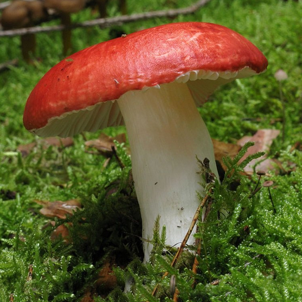 Сироїжка карликова (Russula nana)