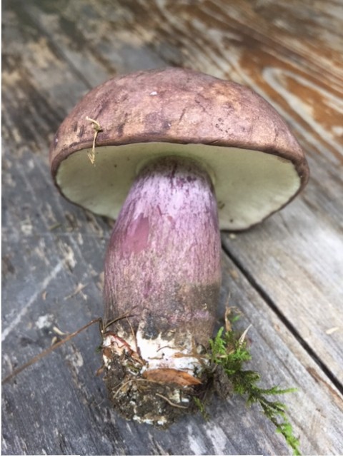 Пурпуровий Боровик (Boletus puniceus)
