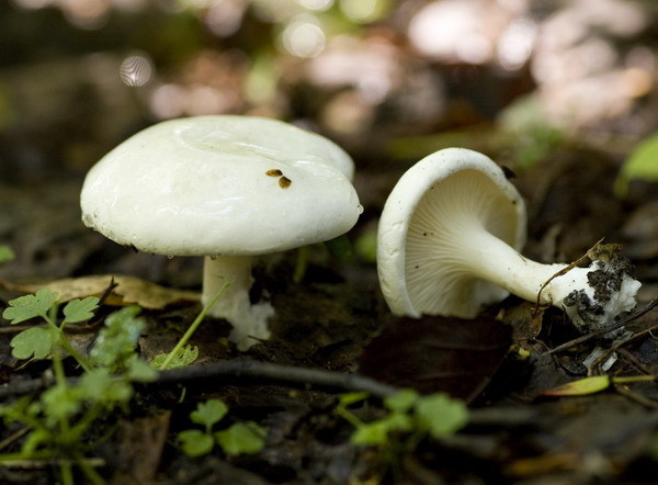 Fårticka (Skeletocutis nivea)