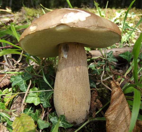 Yaz Bolet Mantarı (Boletus reticulatus)