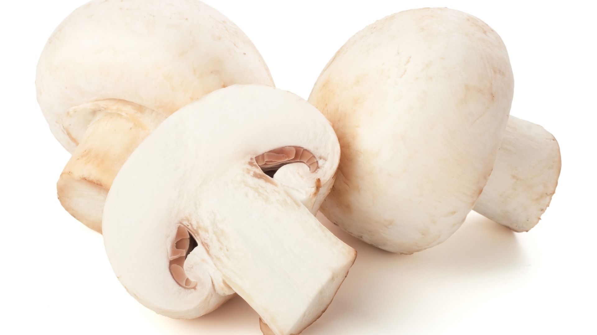 粉褶蘑菇 (Agaricus)