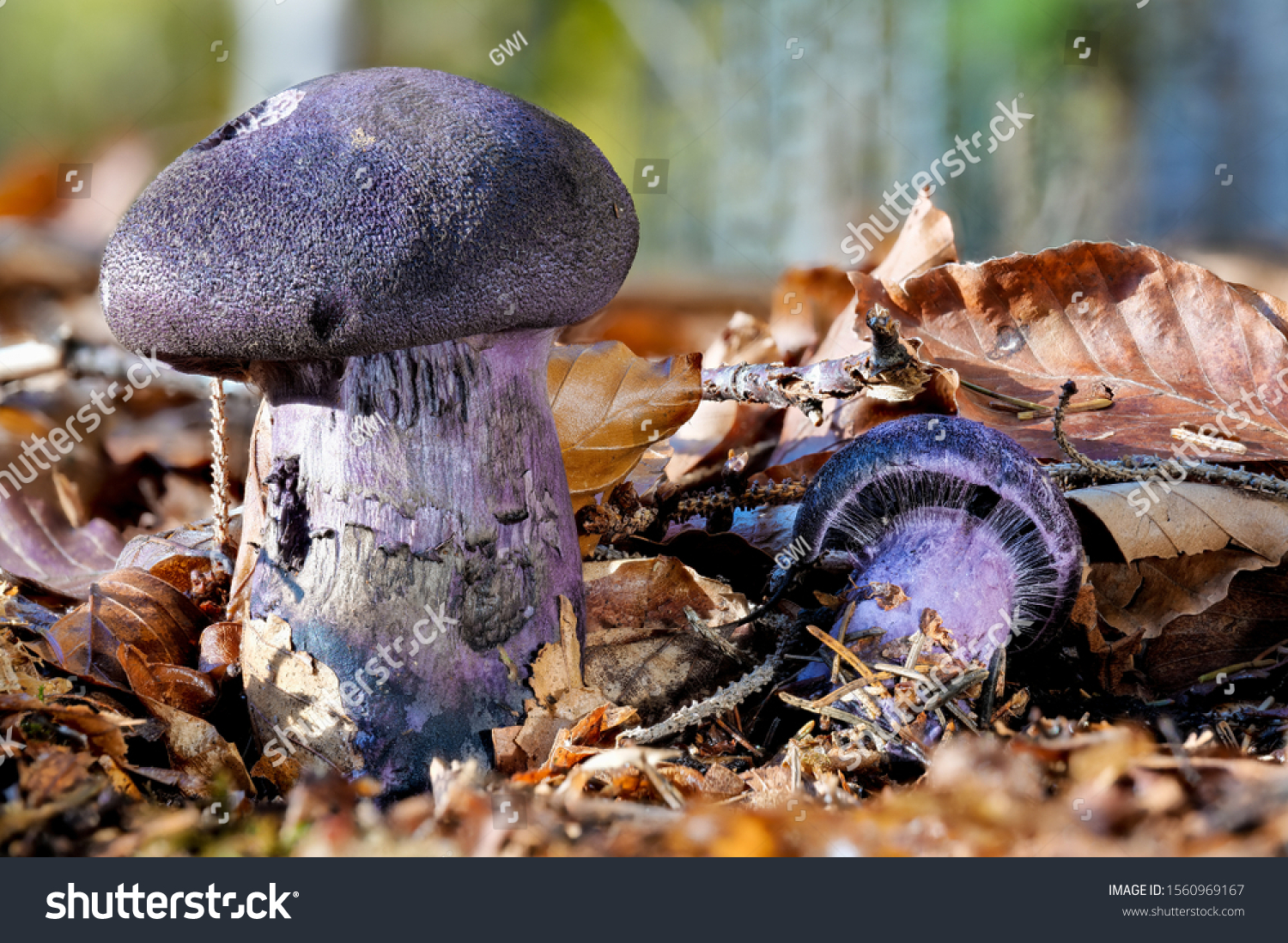 Tricky Cort (Cortinarius anomalus)
