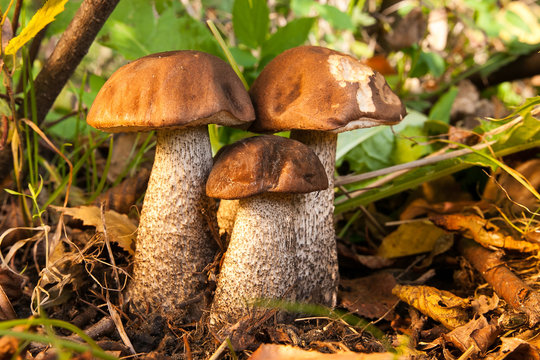 Strävsopp (Leccinum)