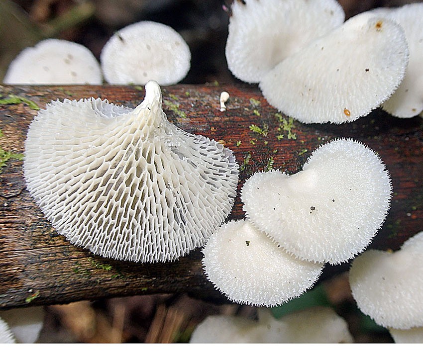 橙黄小孔菌 (Favolus brasiliensis)