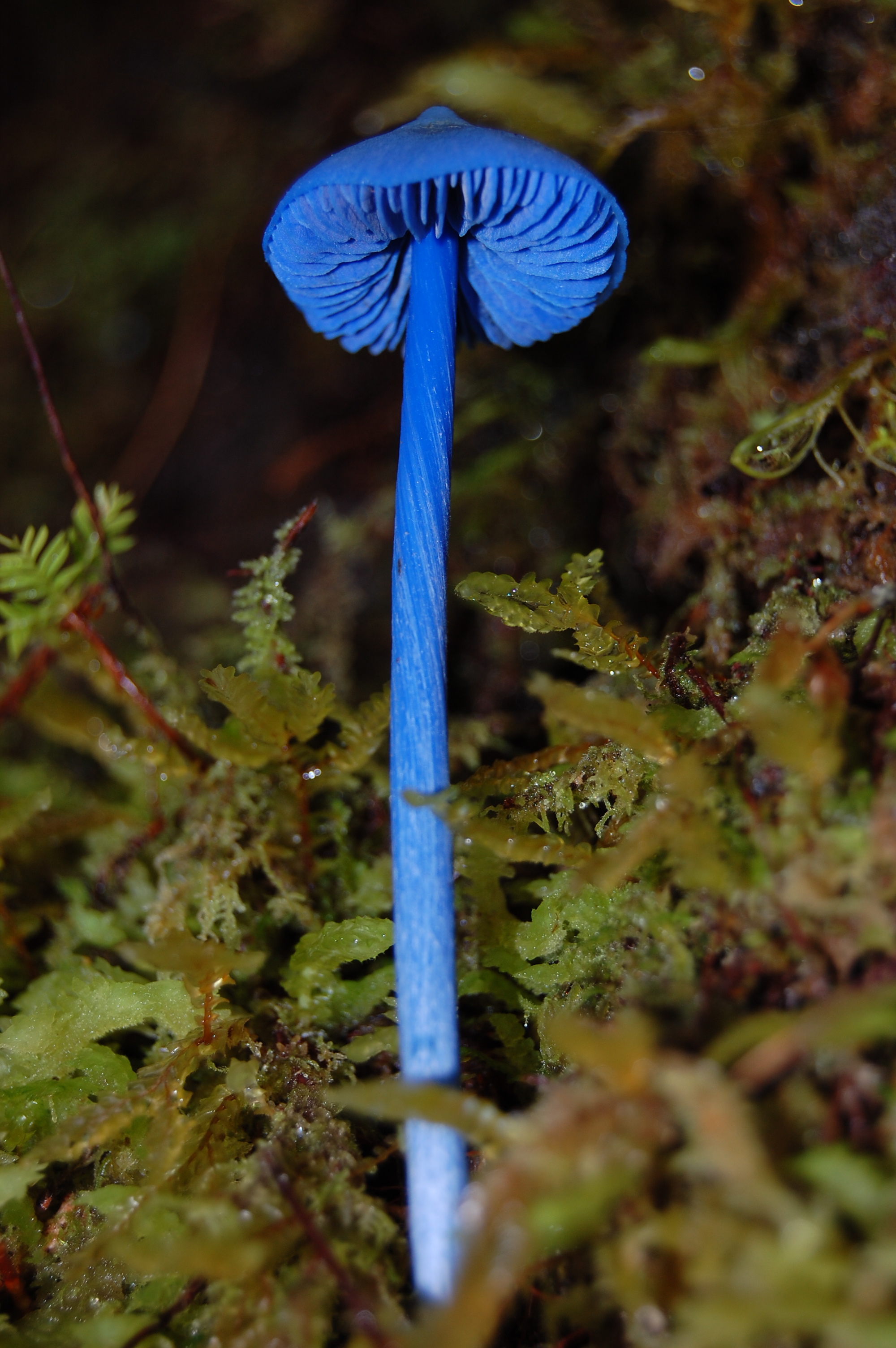 粉褶菌 (Entoloma)