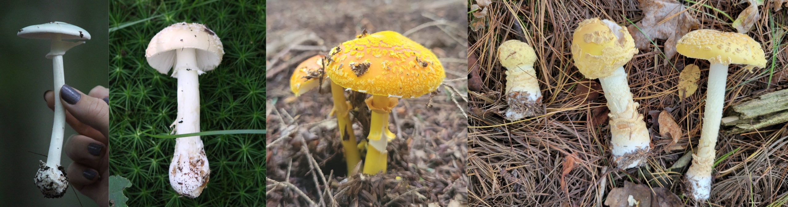 Пластинчастий гриб (Agaricomycetes)