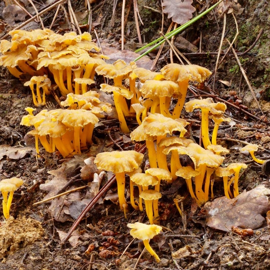 Blek Kantarell (Cantharellus pallens)