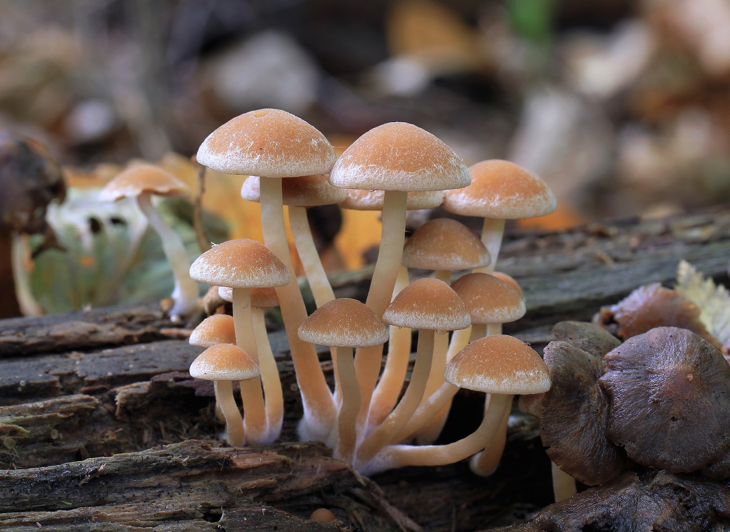 Paslı Şapkalı Nemli Başlık (Galerina marginata)