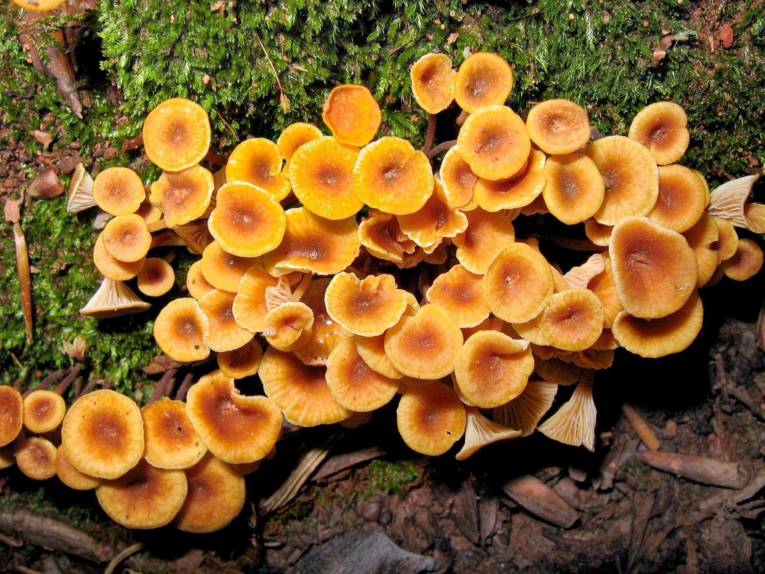 Золота Труба (Phaeocollybia fallax)