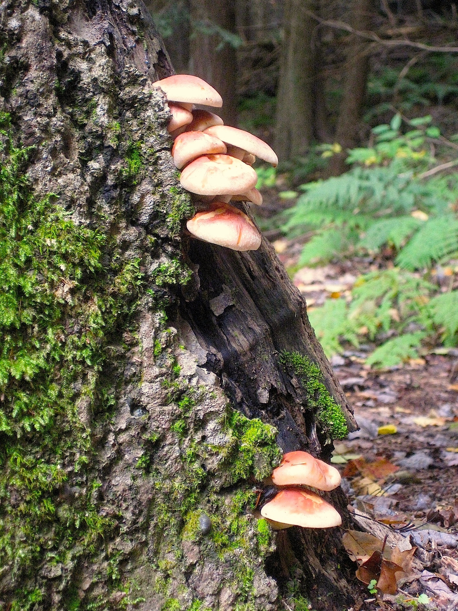 Brunfläckig hätta (Mycena maculata)