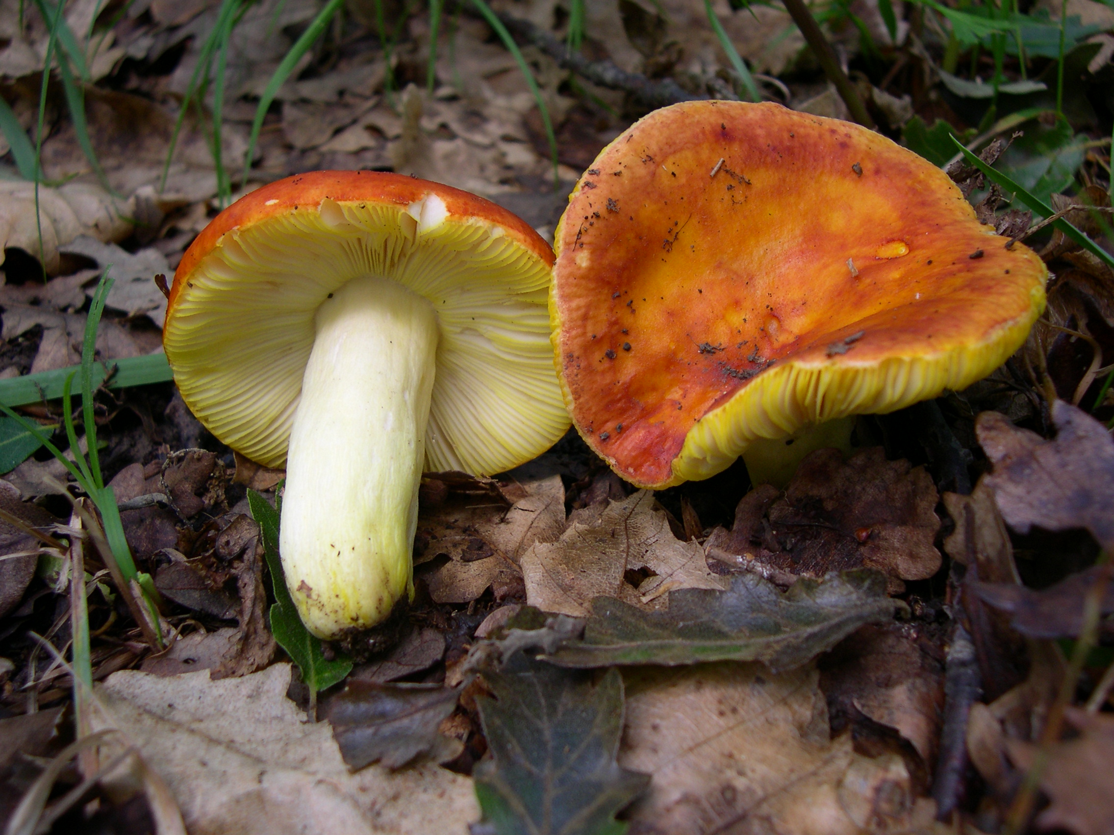 Guldkremla (Russula aurea)