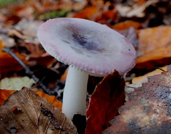 brokkremla (Russula fragilis)