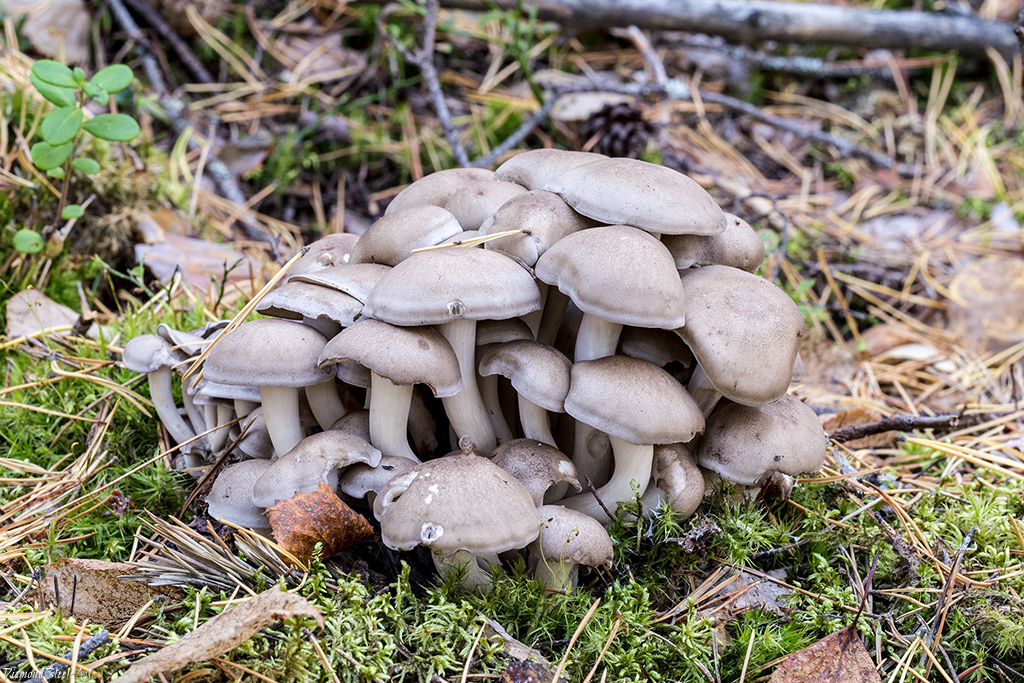 Zhlúčenka zrastená (Lyophyllum connatum)
