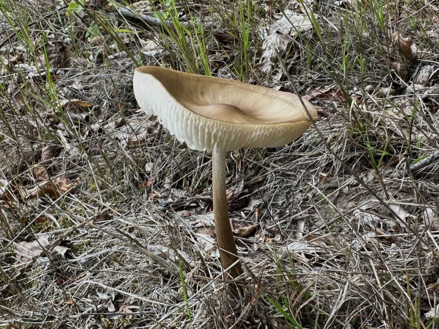 Rooting shank (Xerula radicata)