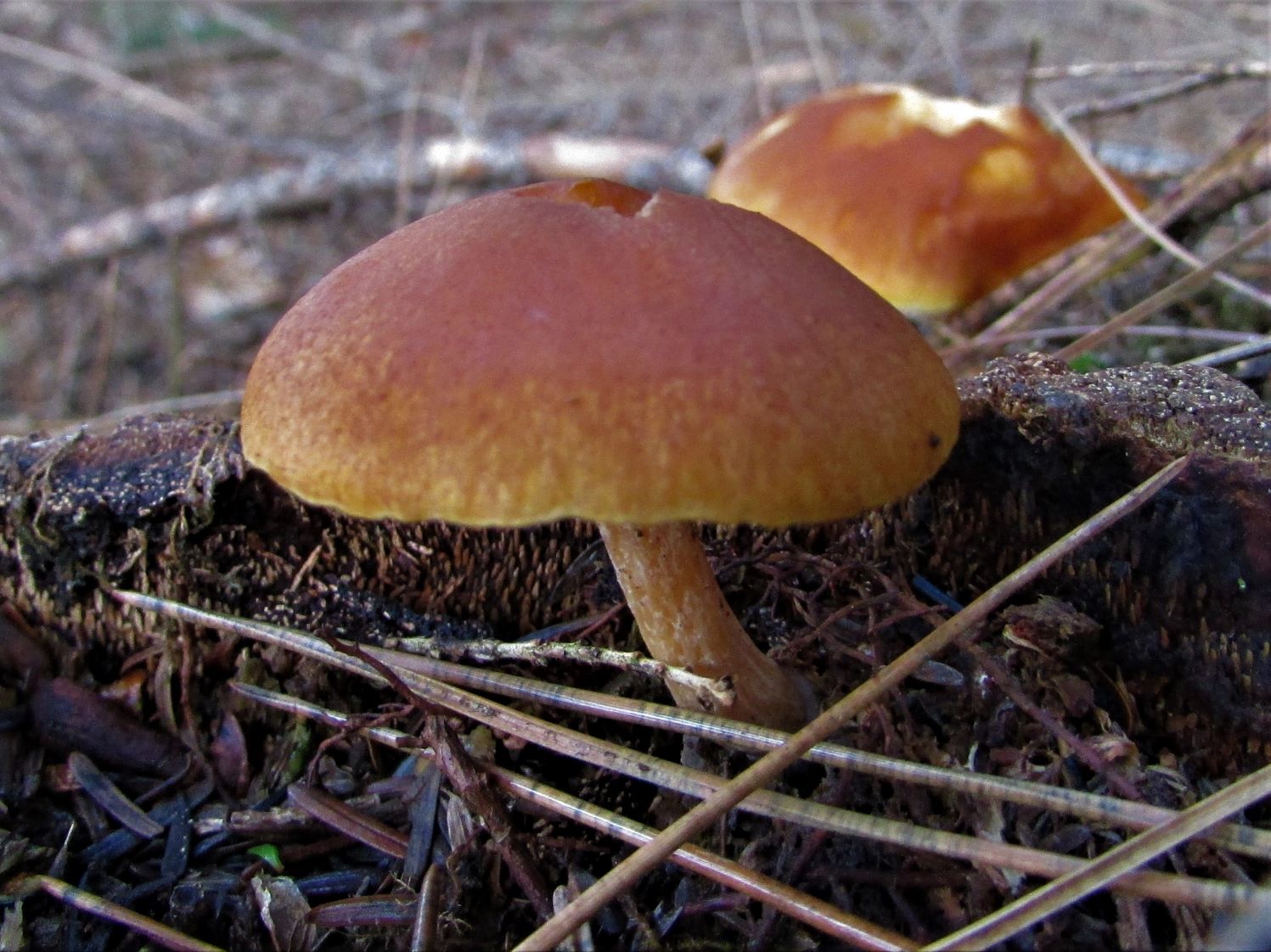 Dwarf Gymnopilus (Gymnopilus penetrans)