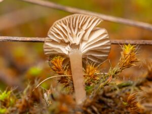 Blek nagelskivling (Gymnopilus pallidus)