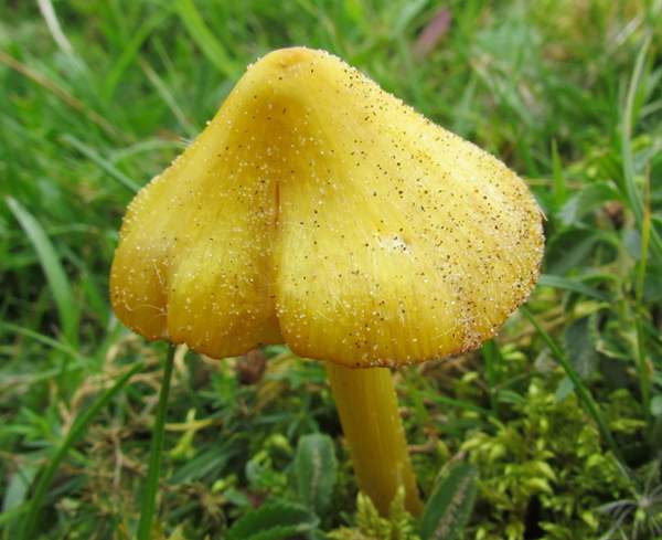 Дюнна Восковиця (Hygrocybe conicoides)