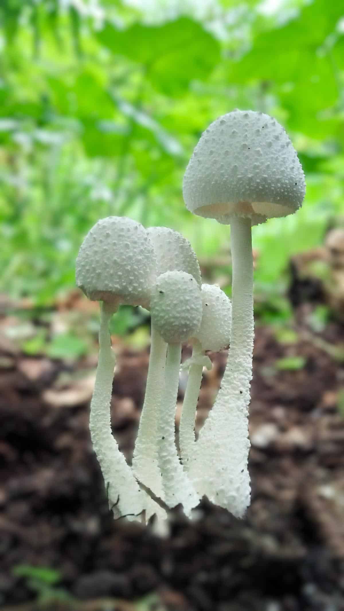 Peppery Milkcap (Lactarius piperatus)