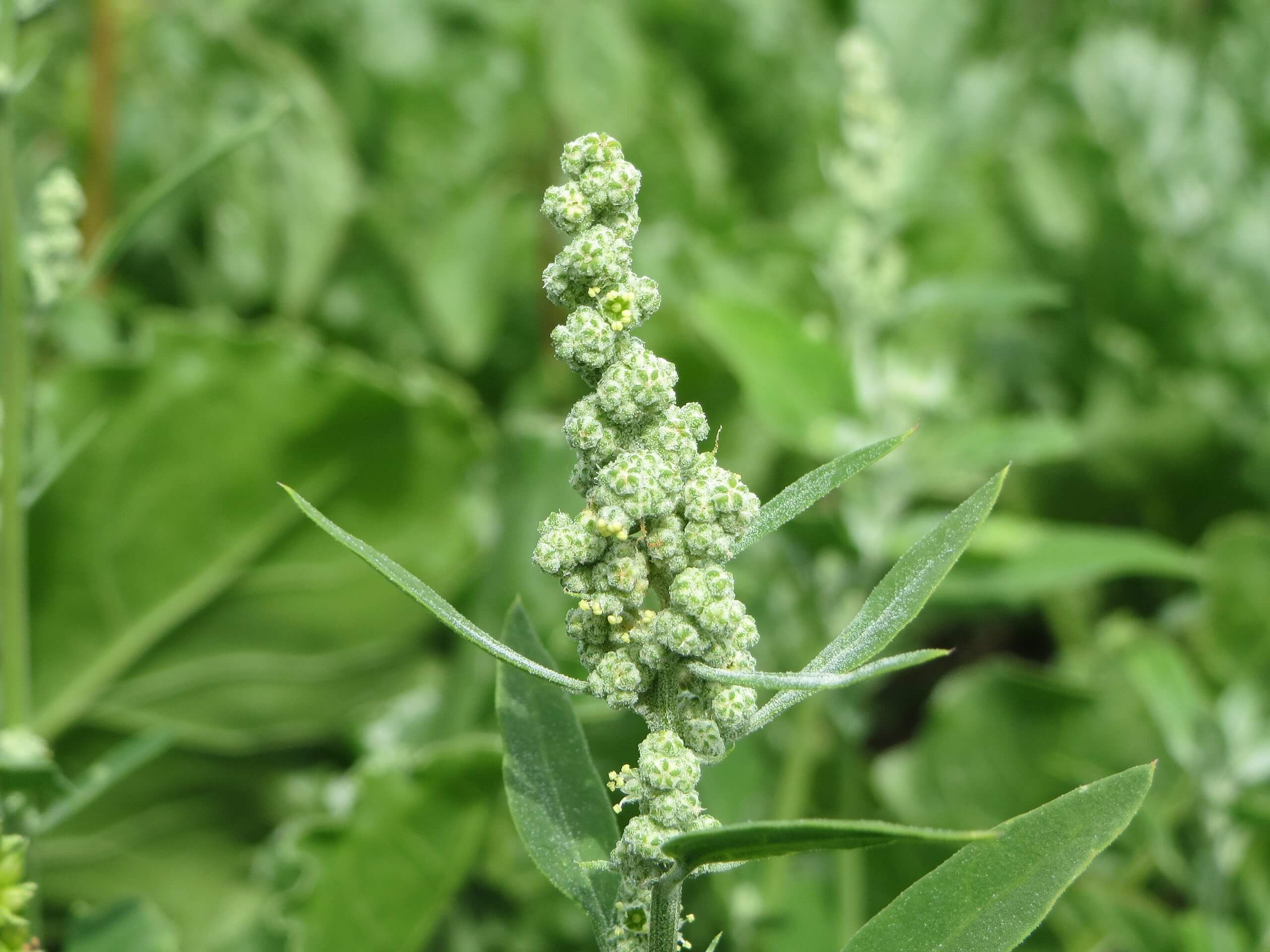Звичайна лійка (Chonopodium album)