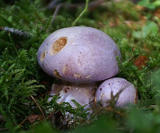 Bockspindling (Cortinarius traganus)