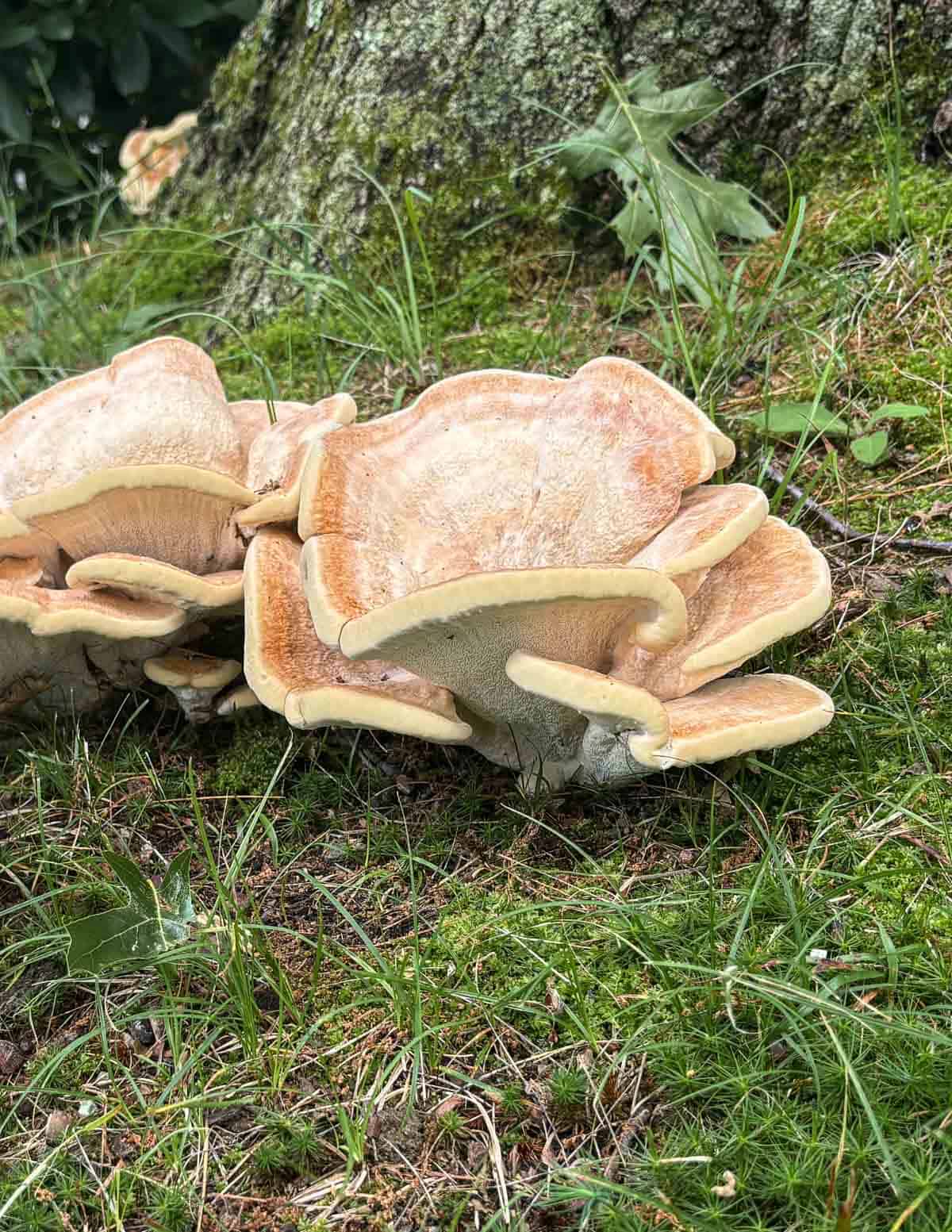 Berkeleys ticka (Bondarzewia berkeleyi)
