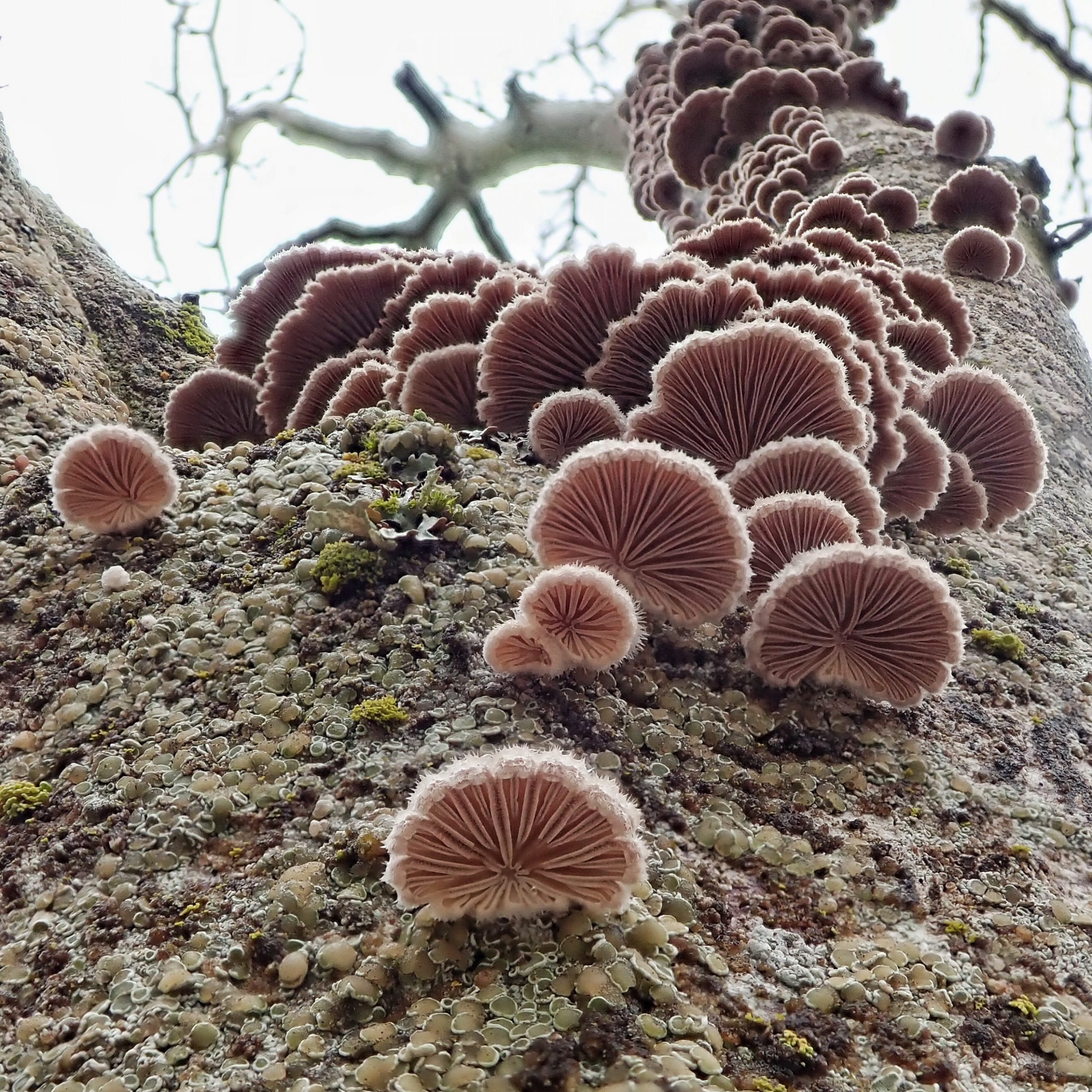 เห็ดแครง (Schizophyllum commune)