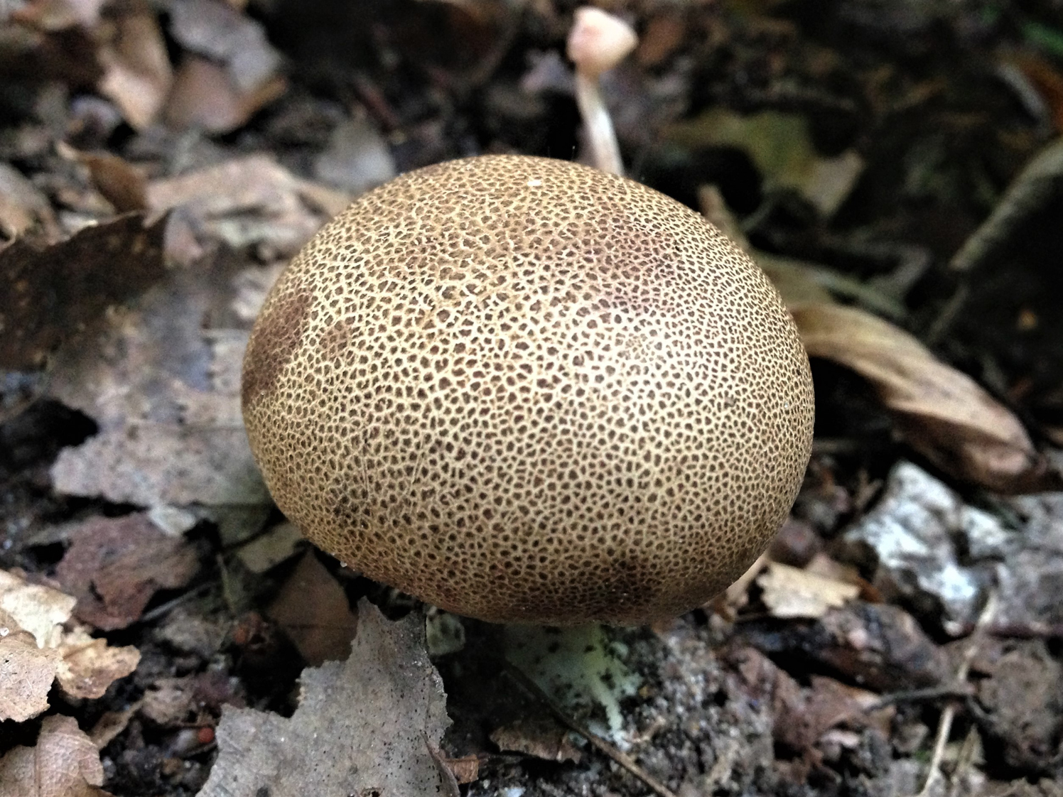 Pýchavka dláždená (Scleroderma areolatum)