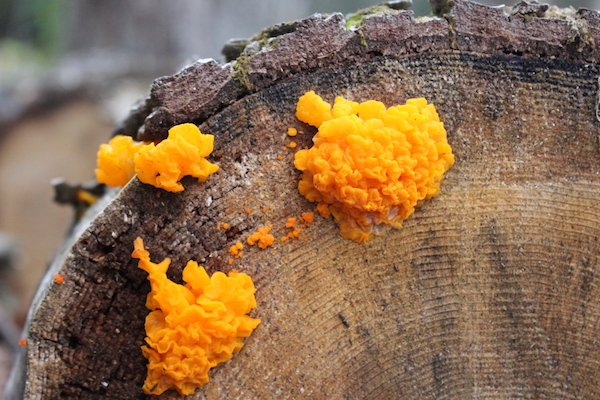 Yellow Witches Butter (Tremella mesenterica)
