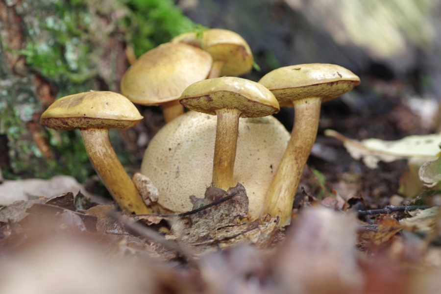 Hríb plstnatý (Xerocomus subtomentosus)