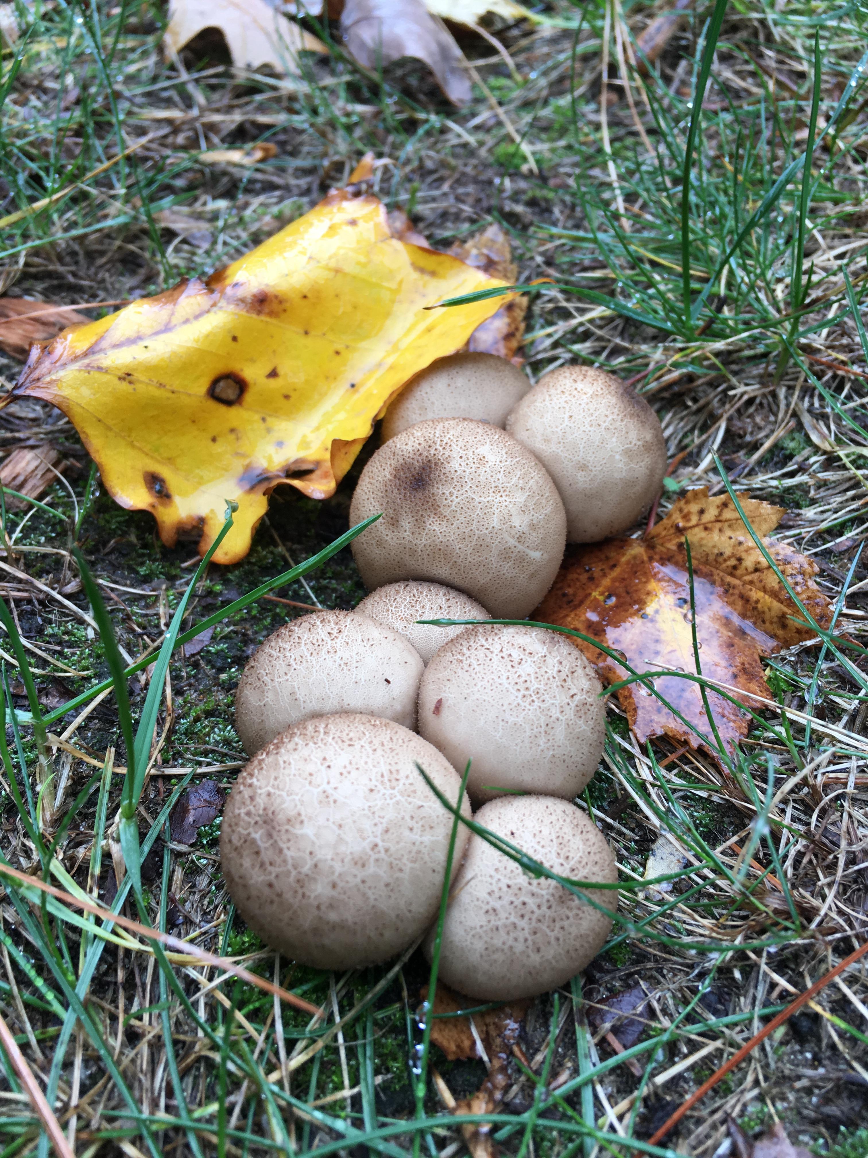 Tarla Pufbalı (Lycoperdon pratense)