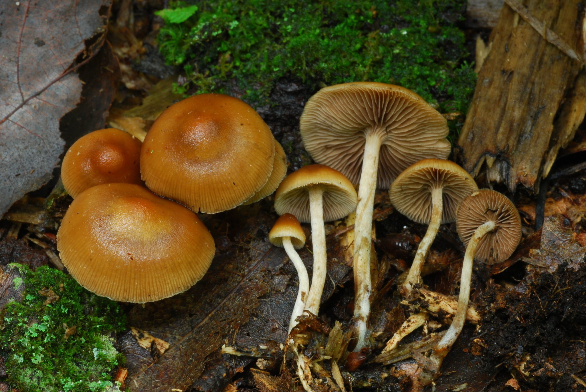 Blåfotad Psilocybe (Psilocybe caerulipes)