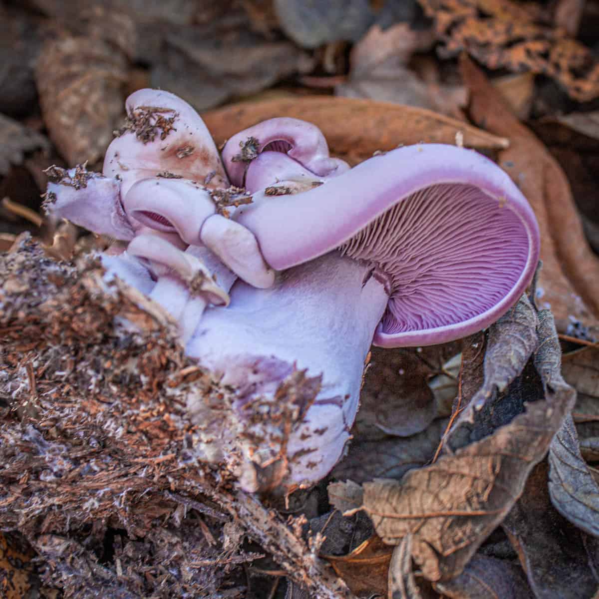 Lilavka fialová (Lepista nuda)