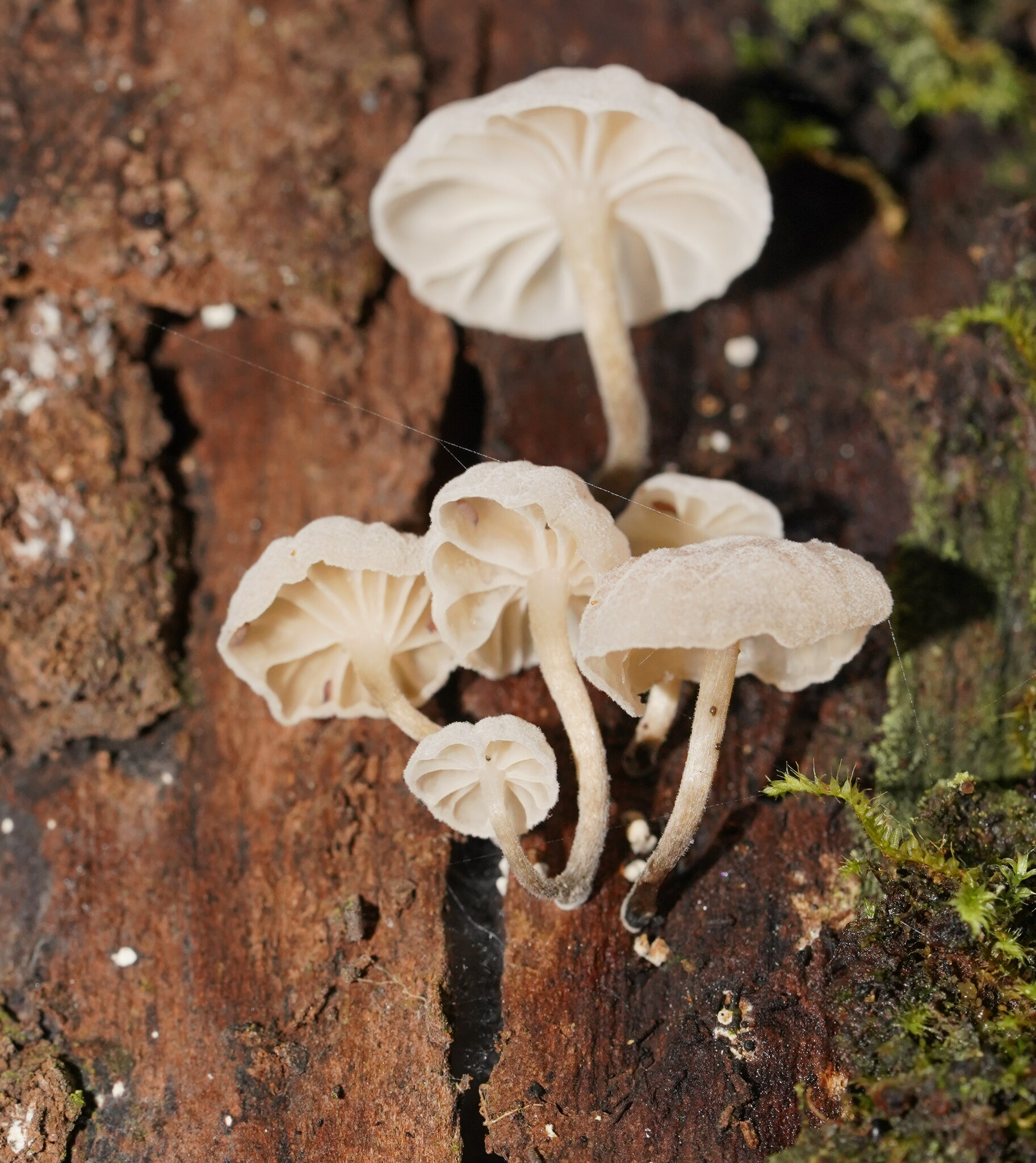 Парасолька феї (Marasmiellus candidus)