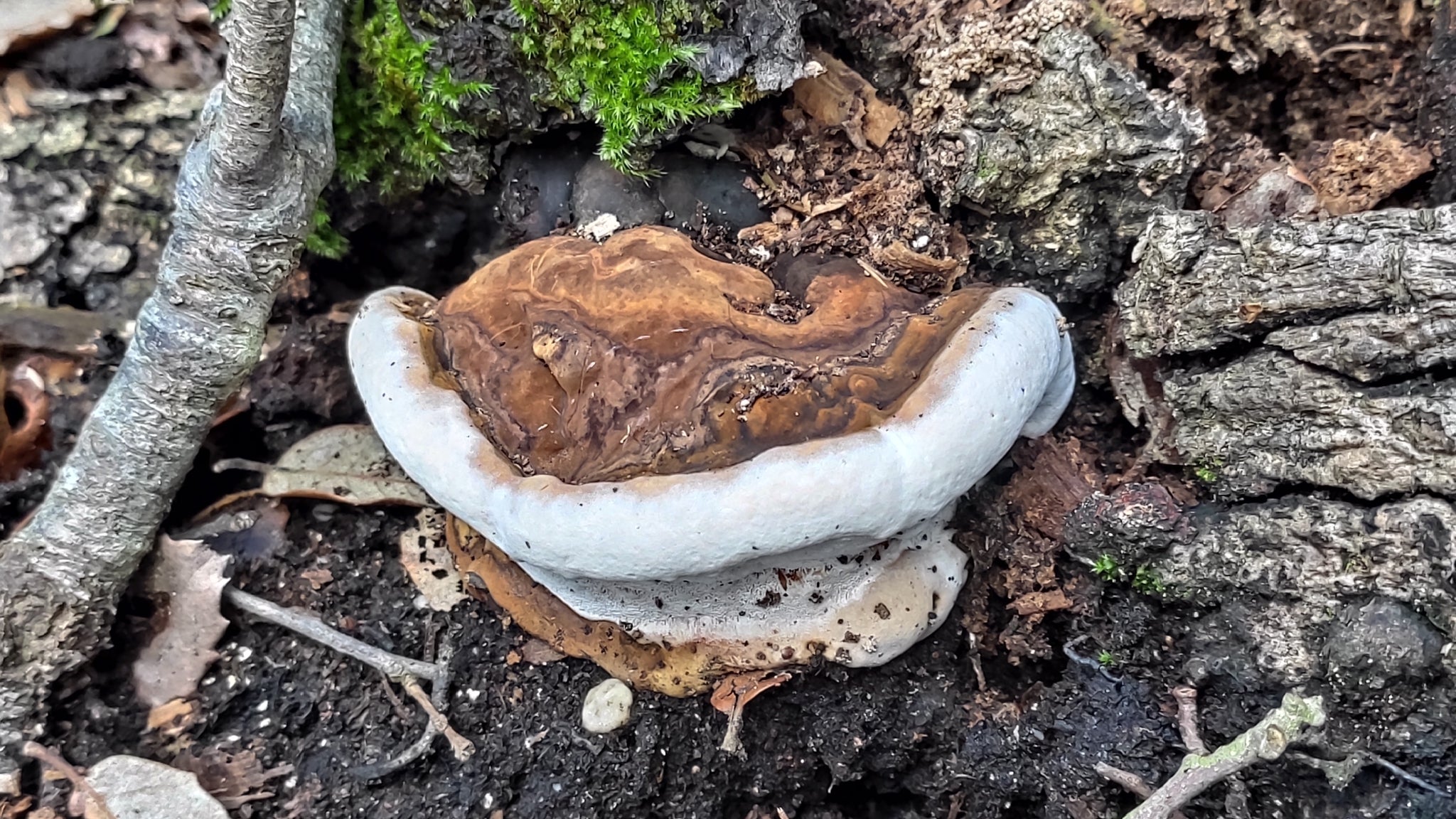 Umetnikov Čaga (Ganoderma adspersum)