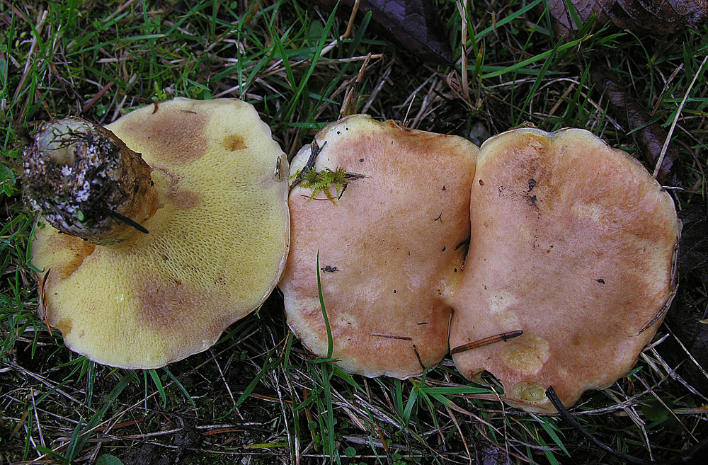 Pullu Mavi Leke Suillus (Suillus caerulescens)