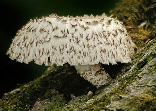 Pullu Lentinus (Neolentinus lepideus)
